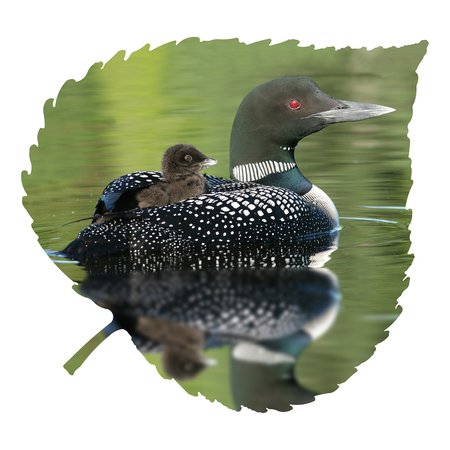 NEXT INNOVATIONS Small Loon And Baby Aspen Leaf Wall Art 101421007-LOONBABY